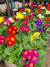 Polyanthus 9 Pack Winter Flowering Plants In 9cm Pot Primula Garden Ready Hardy