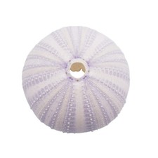 40-60mm Sea ​​Urchin Shell