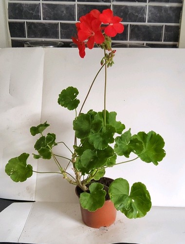 Pink geranium - pink,