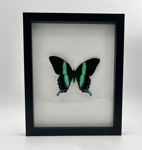 Peacock swallowtail taxidermy - peacock,