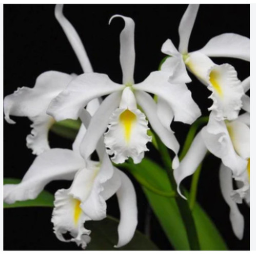 Cattleya maxima alba koenigin - maxima, "koenigin
