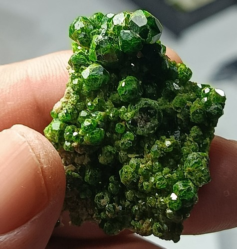 Top quality natural green - top,