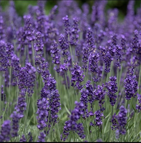 Lavender hidcote live plant - lavender,