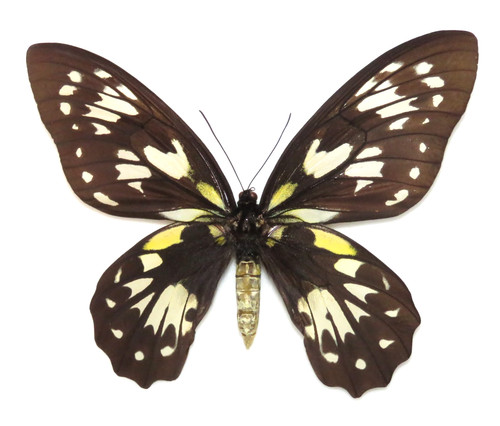 Ornithoptera victoriae