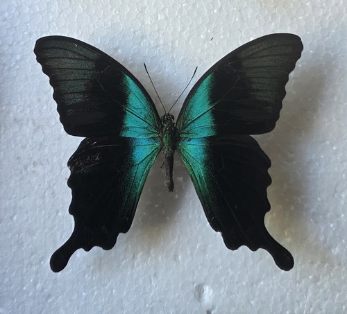 Papilio peranthus set - peranthus, specimen