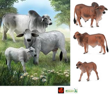 Brahman Cattle Grey or Red Cow