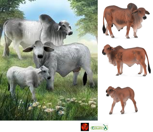 Brahman cattle grey red cow - brahman,