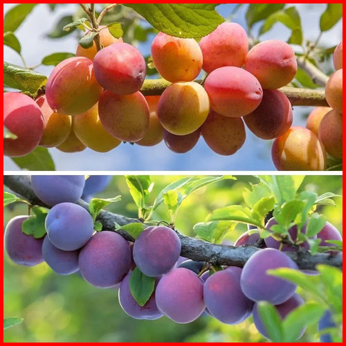 Rare tall plum - fruit, duo