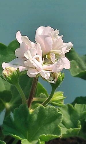 Pelargonium pegasus - pelargonium,