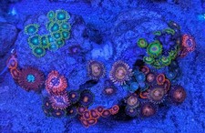 🔥 WYSIWYG: The "Zoa