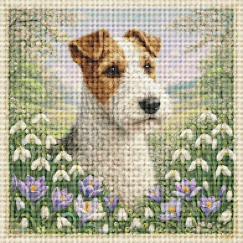Fox terrier puppy - terrier, in
