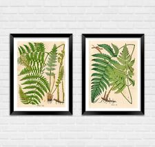 FERN ART PRINTS: Vintage
