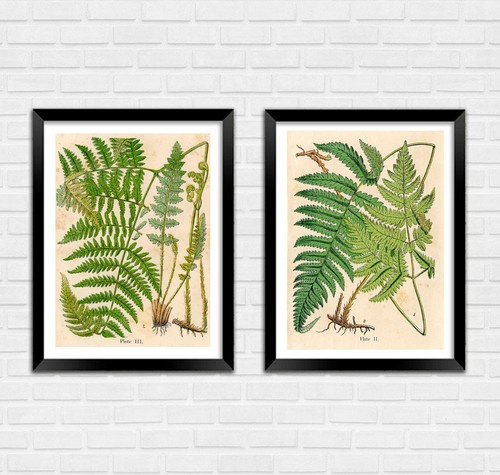 Fern art prints - art, prints: