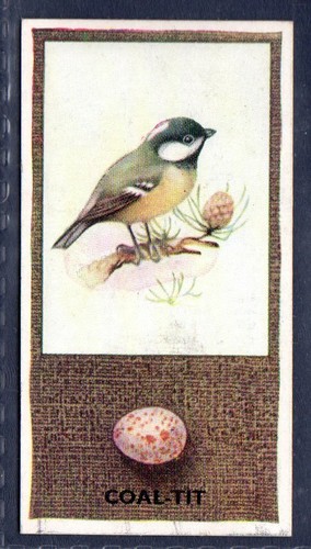 Coal tit phillips - coal, #15