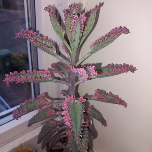 Kalanchoe pink butterflies - 'pink, butterflies'