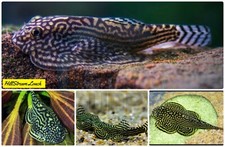 Pack striped butterfly - -,