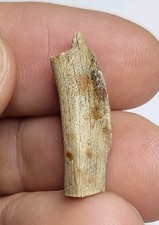 Hollow Raptor Dinosaur Fossil