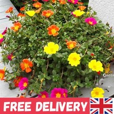 Moss Rose Mix - 3000 Seeds of