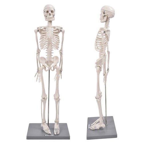 Human muscular skeleton - human, model