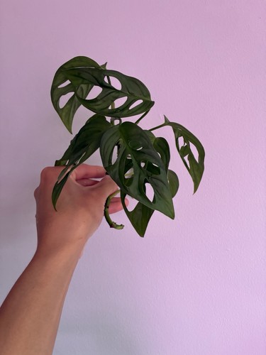Monstera adansonii monkey - monkey, mask