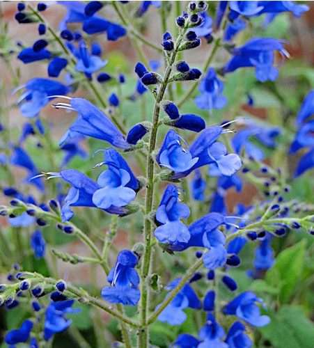 Salvia sagittata 9cm pot - sagittata,