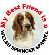 2 Welsh Springer Spaniel MBF