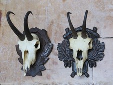 Taxidermy two pairs of chamois horns on shields, good condition 1