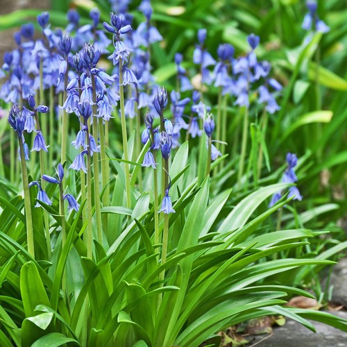 Spanish bluebell spring bulbs - spanish,