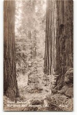 Giant Redwoods - Muir Woods