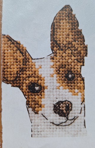 Rat terrier colourful cross - terrier,