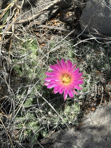 Nipple beehive cactus - nipple, 100