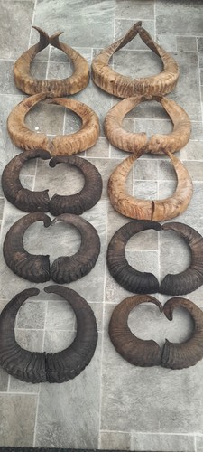 Pairs ram horns - pairs,