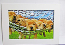 Beautiful Napping Golden