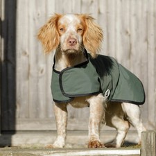 Dog field in - in, 1