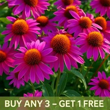 Echinacea Purpurea Flower
