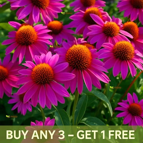 Echinacea purpurea flower - purpurea,