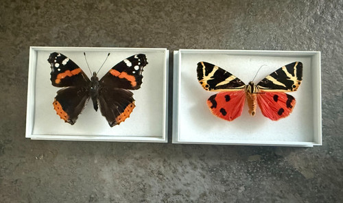 Red admiral butterfly and - red,