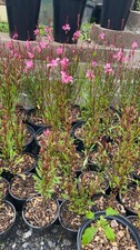 5 Litre Pot - Large - Gaura