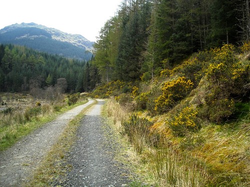 Photo 6x4 forest track - photo,