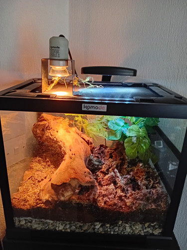 Komodo glass vivarium - komodo,