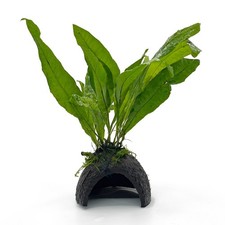 Java fern half coconut - fern,