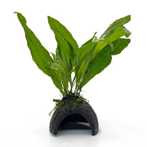 Java fern half coconut - java, on