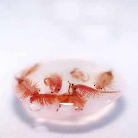 Hatch rate premium artemia - premium,