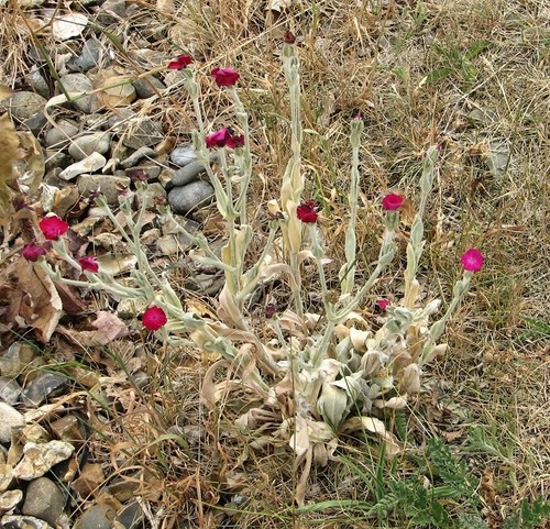 Photo 6x4 rose campion silene - rose, (silene