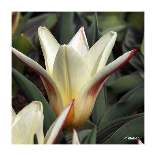 Tulip johann strauss - 'johann, strauss'
