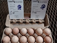 6+ APA Speckled Sussex