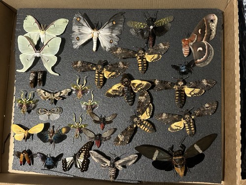 Insects assortment insect - an,