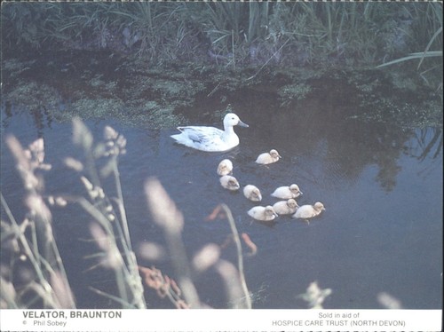 Velator braunton duck - braunton,