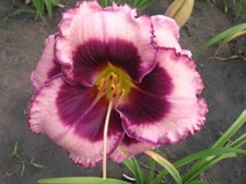 Hemerocallis  - Macbeth -