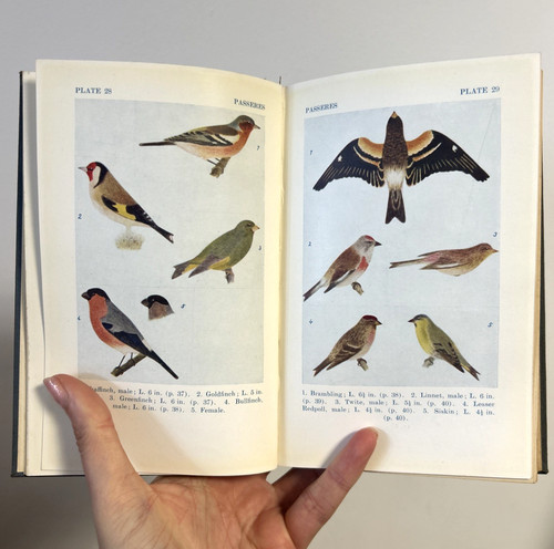 How know british - birds, book